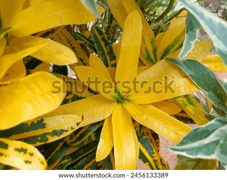 Croton is an extensive plant genus in the spurge family, Euphorbiaceae. Royalty-Free Stock Photo #2456133389