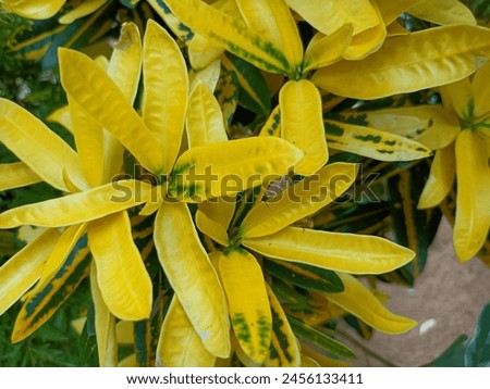 Croton is an extensive plant genus in the spurge family, Euphorbiaceae. Royalty-Free Stock Photo #2456133411