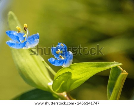 Commelina diffusa, also known as climbing dayflower or spreading dayflower, is a pantropical herbaceous plant species in the dayflower family. Portrait with macro technique. Macro photography. 