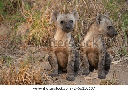 Two hyena cubs sitting close to each other.