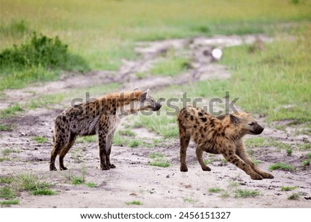 The hyena is looking directly at the camera with its mouth slightly open, revealing its powerful teeth.