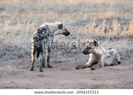 Spotted hyenas photographed in the wild, africa.