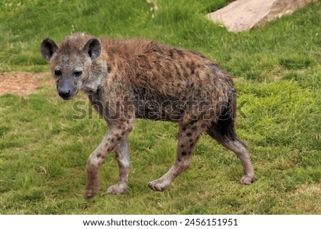 spotted hyena walking on the grass, hyena animal.