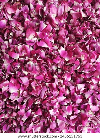 Fresh red rose petals picture Royalty-Free Stock Photo #2456151963