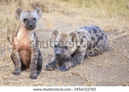 spotted hyena cubs sitting near the den.