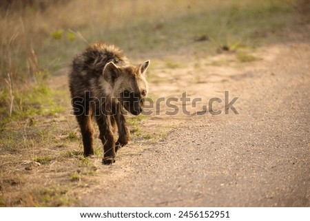 hyena walking on the man made roads.