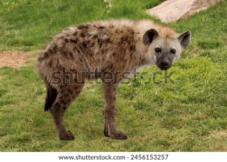 side view of spotted hyena standing in the grass.