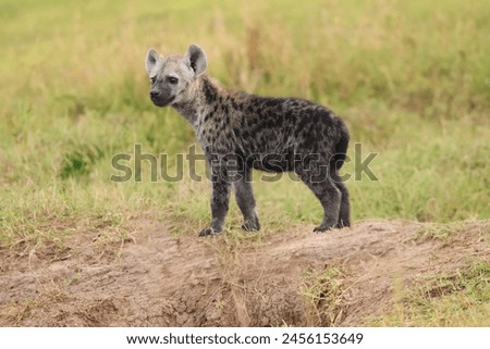 hyena cub standing near the den, baby hyena.