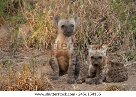 A photo of two adorable spotted hyena cubs playing next to each other in the dirt.