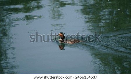 Great Crested Grebe (Podiceps cristatus): Capturing the beauty and elegance of a striking waterbird, in its aquatic habitat. Spring season