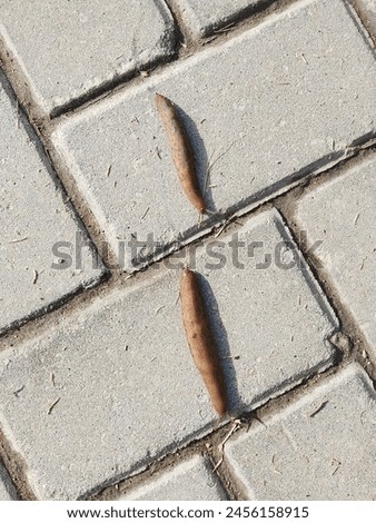 Slippery brown slug with black head crawls on the asphalt. Red roadside slug (Arion rufus) on the street during the day. Spanish Slug (Arion vulgaris) on tarmac road. Selective Focus. Royalty-Free Stock Photo #2456158915