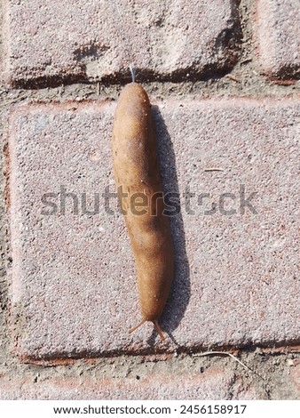 Slippery brown slug with black head crawls on the asphalt. Red roadside slug (Arion rufus) on the street during the day. Spanish Slug (Arion vulgaris) on tarmac road. Selective Focus. Royalty-Free Stock Photo #2456158917
