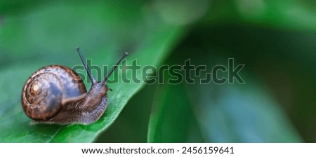 Banner with snail in beautiful spiral shell on green leaf. copy space, for text, template, layout, mockup.