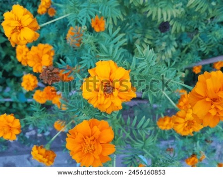 Marigold flowers are characterized by yellow color, quite beautiful annual flowers 