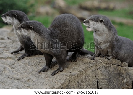 A trio of Asian short-clawed otters (also known as Asian small-clawed otters)