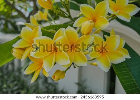 yellow frangipani flowers in full bloom