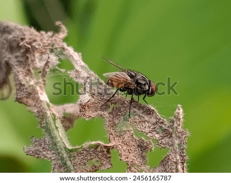 flies that land on dry leaves. Musca domestica