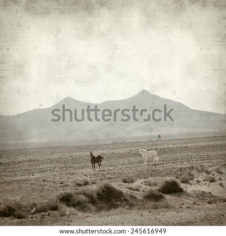 textured old paper background with horses on  Fuerteventura