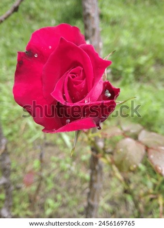 This is a picture of red rose with rain drops.