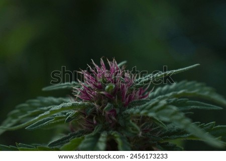 beautiful close up of a cannabis plant Royalty-Free Stock Photo #2456173233