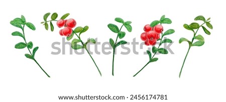 Wild red berries watercolor hand drawn botanical realistic illustration, clip art. Collection of forest cranberry, cowberry branches for printing on fabric, postcards, invitations, menus, packing