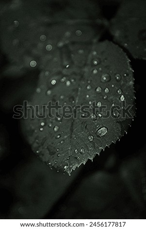 

"A vibrant blck leaf with delicate, wispy edges and a sturdy stem, glistening with dew droplets that catch the light. The leaf's surface features intric