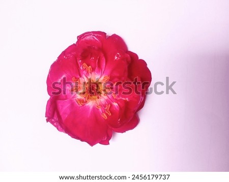 Beautiful pink rose isolated on white background.Pink rose blossom, pink rose photo, red rose pictures 