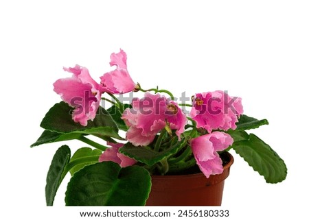 violet flower. on a white isolated background. house flower (Viola Odorata), inflorescences in bloom. Blue petunia (Petunia hybrida). Hybrid flower. Agricultural life. Gardening.