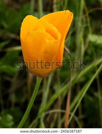 California Golden Poppy at Sierra Vista Open Space Preserve near San Jose, California.  