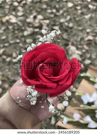A beautiful picture of red rose with baby breath