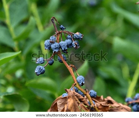 Ripened blueberries that have shriveled due to dehydration because the branch they were on had died on the blueberry bush in a farm field on the North Fork of Long Island, NY Royalty-Free Stock Photo #2456190365