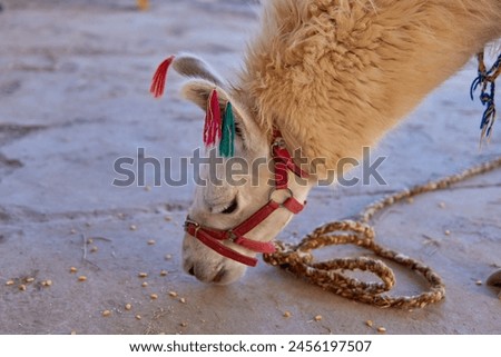 close-up portrait of beige llama with colorful wool on ears eating corn from the ground