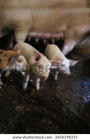 Three baby pigs standing in a dirt field. One of the pigs is nursing from its mother. The scene is peaceful and calm