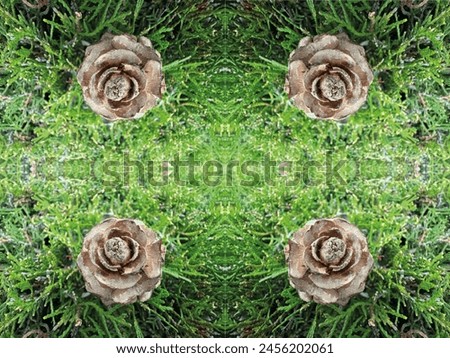 Beautiful cones. Cedar Rose Cones. Four cedar cones on a green background. Wooden rose-like cones. Background with copy space. There is space to write text. Royalty-Free Stock Photo #2456202061