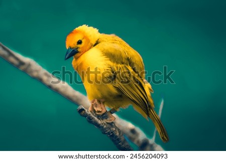 This photo features a vibrant yellow bird with a striking orange head, perched on a gray branch against a teal background. The bird's feathers are ruffled slightly, adding texture to its appearance.