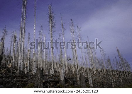 Between 2012, 2020, the forest area in Germany decreased by 6.6% or 7,500 km². Spruce forests are mainly affected, especially in the low mountain ranges, especially in the Harz Mountains. April 2024 Royalty-Free Stock Photo #2456205123