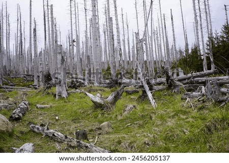 Between 2012, 2020, the forest area in Germany decreased by 6.6% or 7,500 km². Spruce forests are mainly affected, especially in the low mountain ranges, especially in the Harz Mountains. April 2024 Royalty-Free Stock Photo #2456205137