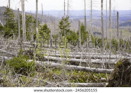 Between 2012, 2020, the forest area in Germany decreased by 6.6% or 7,500 km². Spruce forests are mainly affected, especially in the low mountain ranges, especially in the Harz Mountains. April 2024 Royalty-Free Stock Photo #2456205155