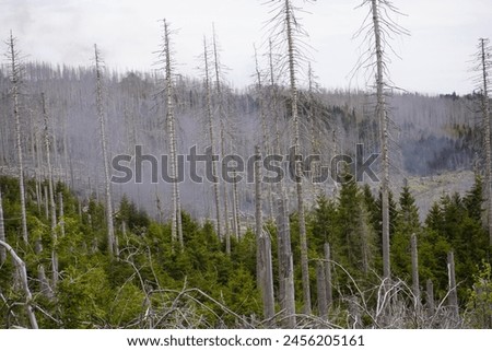 Between 2012, 2020, the forest area in Germany decreased by 6.6% or 7,500 km². Spruce forests are mainly affected, especially in the low mountain ranges, especially in the Harz Mountains. April 2024 Royalty-Free Stock Photo #2456205161