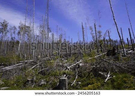 Between 2012, 2020, the forest area in Germany decreased by 6.6% or 7,500 km². Spruce forests are mainly affected, especially in the low mountain ranges, especially in the Harz Mountains. April 2024 Royalty-Free Stock Photo #2456205163