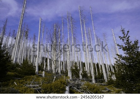 Between 2012, 2020, the forest area in Germany decreased by 6.6% or 7,500 km². Spruce forests are mainly affected, especially in the low mountain ranges, especially in the Harz Mountains. April 2024 Royalty-Free Stock Photo #2456205167