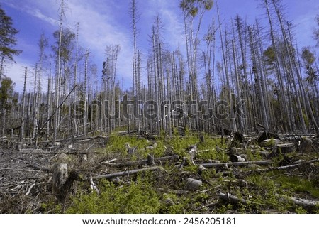 Between 2012, 2020, the forest area in Germany decreased by 6.6% or 7,500 km². Spruce forests are mainly affected, especially in the low mountain ranges, especially in the Harz Mountains. April 2024 Royalty-Free Stock Photo #2456205181