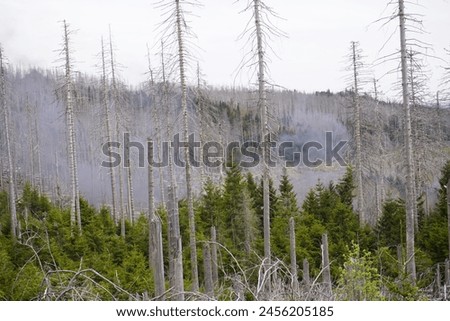 Between 2012, 2020, the forest area in Germany decreased by 6.6% or 7,500 km². Spruce forests are mainly affected, especially in the low mountain ranges, especially in the Harz Mountains. April 2024 Royalty-Free Stock Photo #2456205185