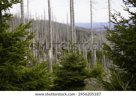 Between 2012, 2020, the forest area in Germany decreased by 6.6% or 7,500 km². Spruce forests are mainly affected, especially in the low mountain ranges, especially in the Harz Mountains. April 2024 Royalty-Free Stock Photo #2456205187