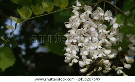 The enchanting blooms of Robinia Pseudoacacia flower. Black locust aka False acacia, flowers blooming. Spring season