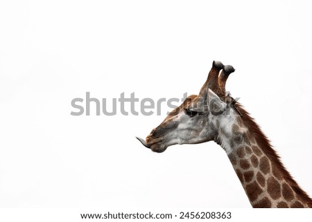 giraffe sticks out its tongue
Giraffe steek zijn tong uit