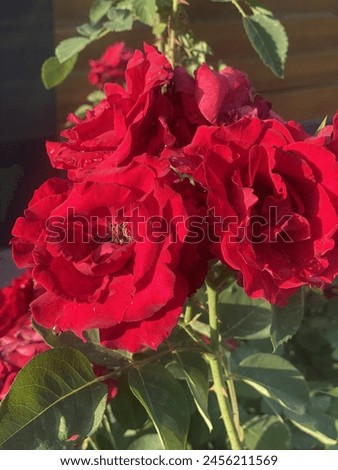Red roses, iconic for love and passion, symbolize romance. Their vibrant hue and intoxicating fragrance make them perfect for expressing affection on special occasions like anniversaries birthdays etc