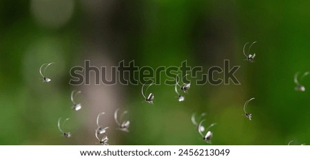 small bugs flying in green forest