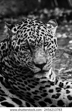 This photo showcases a jaguar in striking black and white, focusing intently with piercing yellow eyes, emphasizing the bold patterns of its fur and intense gaze.