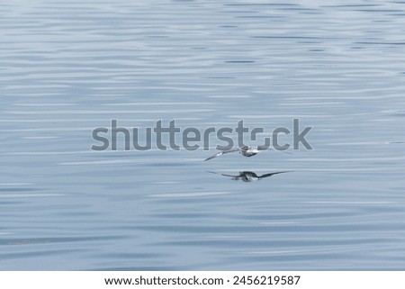 A seagull flying over the water.